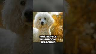 The Poodle  A Perfect Truffle Hunting Dog Breed [upl. by Harli]