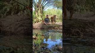 mancing bareng harimau sumatra [upl. by Blount]