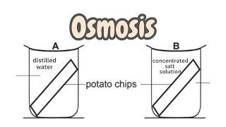 Potato Osmosis Experiment [upl. by Nivre]