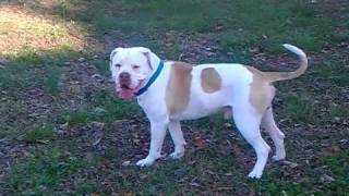 KGB ALAPAHAS  BROCK  ALAPAHA BLUE BLOOD BULLDOG [upl. by Latia]