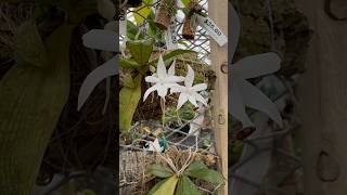 Aerangis biloba is a beautiful miniature orchid from Africa Gotta love pretty leaves amp flowers [upl. by Faucher]