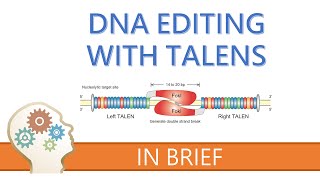 TALENs  TALE NUCLEASES  GENE EDITING EXPLAINED [upl. by Terena]