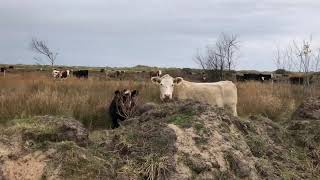 Kor i Hagöns naturreservat [upl. by Haraj155]