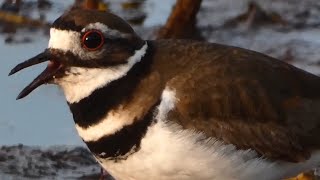 Killdeer bird call  song sounds [upl. by Greyso951]