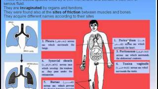 09Serous Membranes1Serous Membranes Anatomy Intro Dr Ahmed Kamal [upl. by Htebezile]