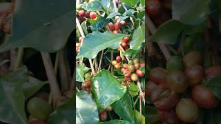 Arabica coffee TORAJA coffee pasanggangchannel [upl. by Shute]