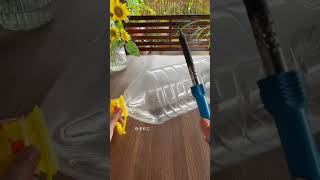 Beautiful garden flowers plants in bottle flower diy garden home gardenplants [upl. by Drofxer798]