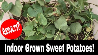 Sweet Potatoes Grown Indoors  Results [upl. by Welcy]