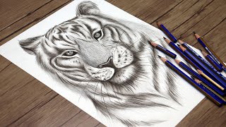 Realistic Tiger Head Drawing  Tiger Face Sketch  How to Draw Step by Step [upl. by Vashtee]