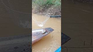 fish electric shock fish fishing cat shortvideo carpfishing youtubeshorts [upl. by Odlanir]