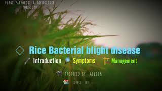 Rice bacterial Blight disease  Introduction  Symptoms  Management [upl. by Acinonrev]