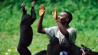 The True Love Between the Chimpanzee Monkey and Human [upl. by Anirdua]