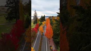 Falling for Autumns Colors 🍁🍂 otoño fallcolors nature washington colors droneshots DJItrees [upl. by Aseret]