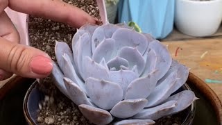 Explicación transplante rápido suculentas  Echeveria Lilacina  vivero Suculento [upl. by Anawot785]