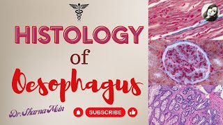 Histology of Oesophagus [upl. by Kelwin]