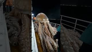 Have you ever seen jellyfish this big🦑GiantSeaCreatures oceanmystery fishingdiscoveriesseafood [upl. by Atikal]