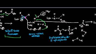 Biochemistry  Deoxyribose5Phosphate Aldolase  Physiology Biochemistry amp Mechanism [upl. by Marney]