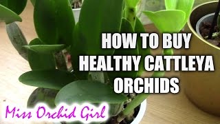 How to recognize sick or healthy Cattleya orchids  Tips for buying healthy orchids [upl. by Macfarlane107]