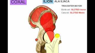 OSTEOLOGIA DE MIEMBRO INFERIOR 1 [upl. by Esilegna]