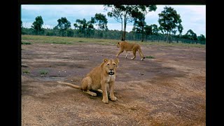 WARRAGAMBA LION PARK 1973 [upl. by Rochus]