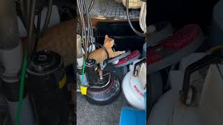 Cat in the Van [upl. by Tinaret]