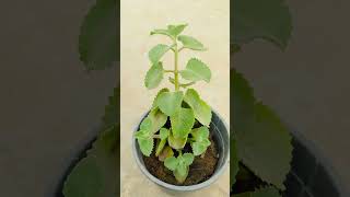 Benefits of Ajwain plant Mexican mint [upl. by Atileda387]