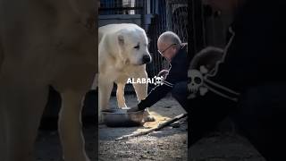 TRANSFORMAÇÕES💀ALABAI AKITA AMERICANO DOGO ARGENTINO PITBULL alabaipitbulldogoargentinoakita [upl. by Moe672]