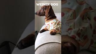 Weiner dog weiner dog⚡ [upl. by Aettam]