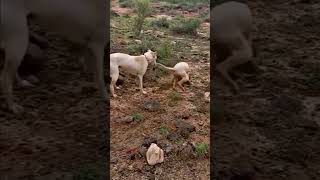 Dogs and Insect Fight shortvideo viral shorts [upl. by Eniawed92]