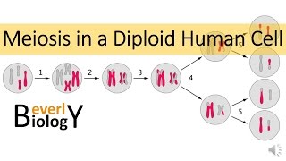 Meiosis in Human Cells [upl. by Haimes457]