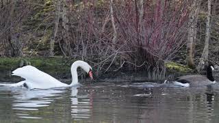 Cygne et Bernaches [upl. by Lyn]