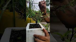 rain pruningmy 12 dollar juniyar casuarina bonsaiThe bonsai zone [upl. by Ttocserp155]