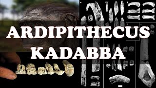 Ardipithecus kadabba [upl. by Emyle]