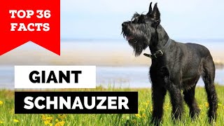 99 of Giant Schnauzer Owners Dont Know This [upl. by Ardnwahsal]