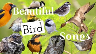 25 of North America’s Most Beautiful Sounding Birds [upl. by Sair]