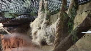 Three toed sloth at The Reptarium on 11122022 [upl. by Zuckerman]