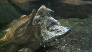 Alligator Snapping Turtle Macrochelys temminckii Fishing [upl. by Kathe]