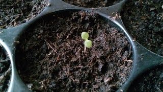 Growing paulownia tomentosa from seed step by step 271116 part1 [upl. by Refenej]