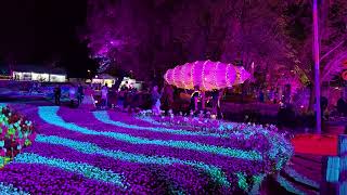 👍 🥀Floriade Nightfest Roving Entertainment  Mini Train amp Lit Up Floral Display Fri 4th Oct 24 [upl. by Hultgren]