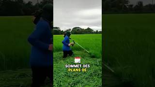 Le mystère derrière la coupe du riz avant la récolte révélé  🌾😱quot [upl. by Ania797]