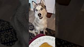 My husky loves to ask for my food husky cutedogs funnydog doglover dogshorts viralvideoshorts [upl. by Prasad]