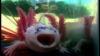 Axolotl Yawn Compilation [upl. by Havelock]