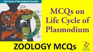 MCQs on Life Cycle of Plasmodium  Zoology MCQs  MBBS Entrance Preparation [upl. by Yodlem198]