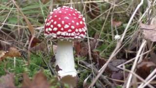 Natuur in Drenthe  Vliegenzwam Amanita muscaria [upl. by Retsam192]