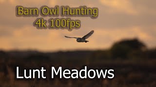 Barn Owl Hunting 4k 100 fps at Lunt Meadows Nature Reserve  North West England [upl. by France]