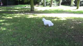 Mummy where have all the squirrels gone Coton de Tulear dog [upl. by Kirk958]