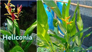 Heliconia propagating very easyplant to grow [upl. by Adyol967]