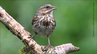 Song Sparrow Song [upl. by Vokay]