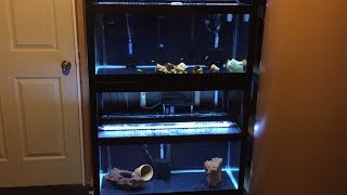 Tank Updates Double 40 Gallon Breeder Aquarium Rack [upl. by Wellington]