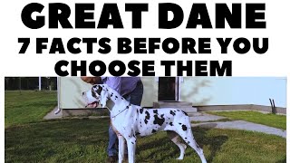 Before you buy a dog  GREAT DANE  7 facts to consider DogCastTV [upl. by Ainalem]